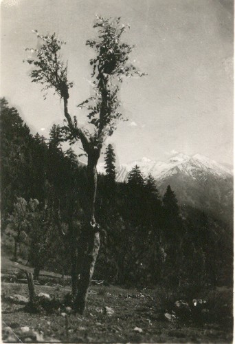 In the environs of Ranikhet?
