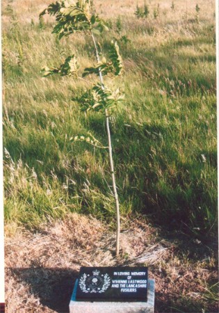 Images/vivs_tree.jpg
